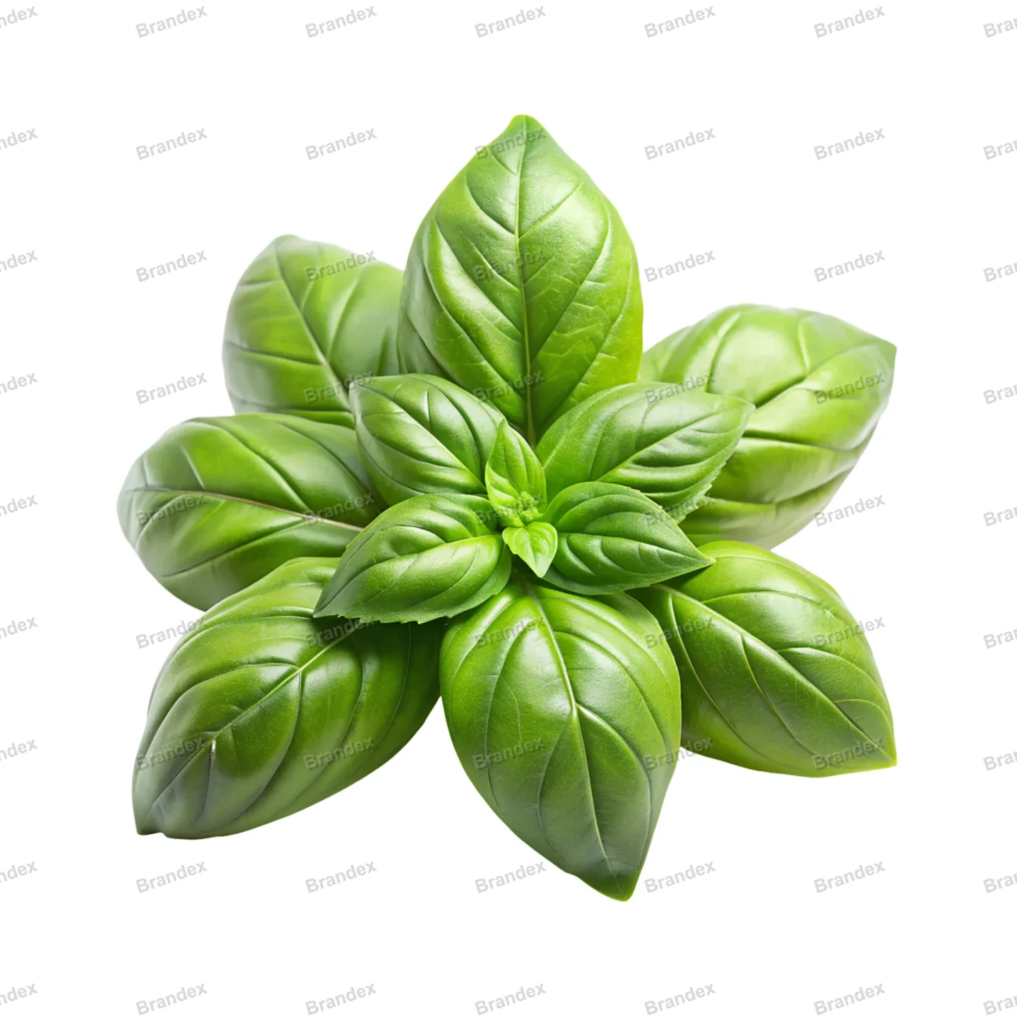 Fresh Basil Leaf - Isolated PSD Cutout