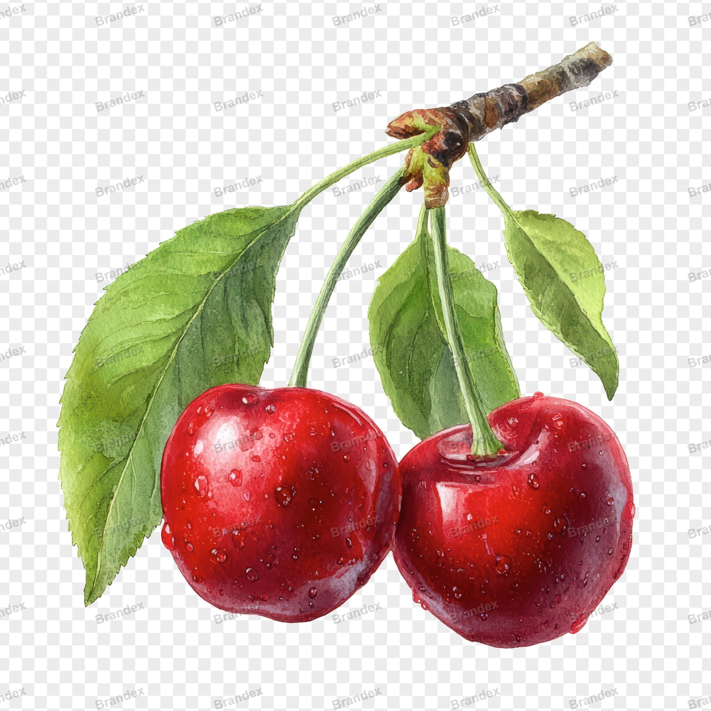 Watercolor Cherry Illustration Mockup